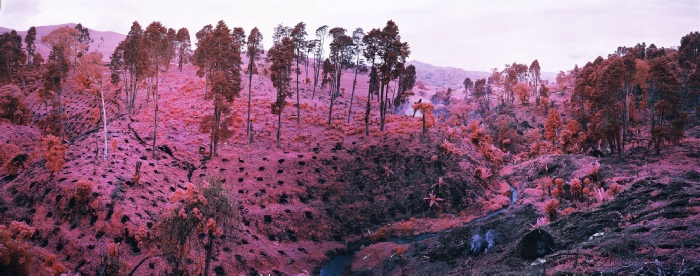 Richard Mosse, If I Ran the Zoo, from the series "Infra," 2012. © Richard Mosse.