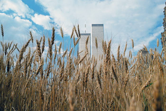 Agnes Denes, Wheatfield— Confrontation: Battery Park Landfill, Downtown Manhattan—loudy Sky, 1982. © Agnes Denes. Courtesy of Leslie Tonkonow Artworks + Projects. 