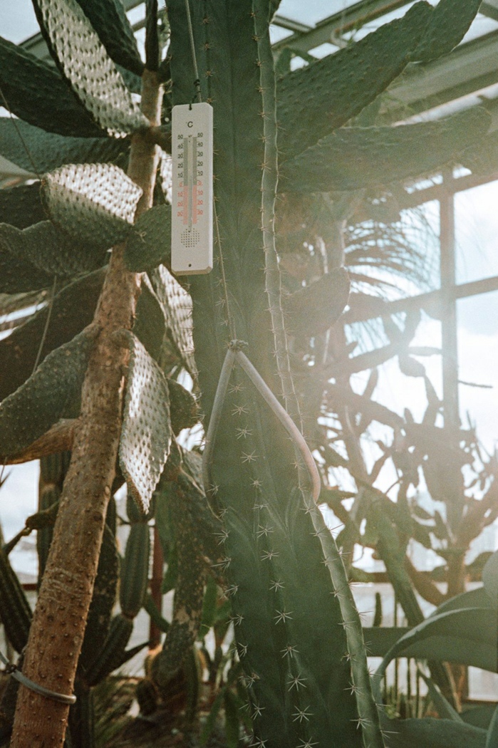 Trevor Yeung, Portrait with a tough good friend (Ritterocereus deficiens), 2025. Courtesy of the artist and Galerie Allen, Paris. 