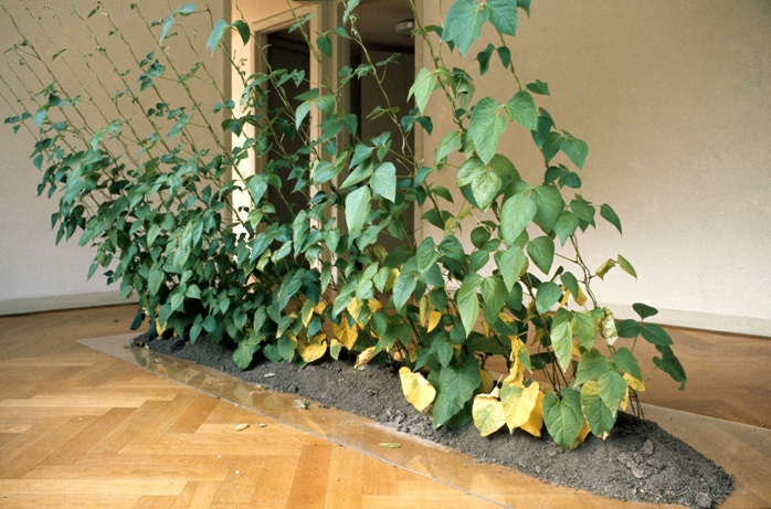 Hans Haacke,&nbsp;Crecimiento dirigido (Directed Growth), 1970/72. Beans, soil, and string, dimensions variable. Courtesy of the artist and Paula Cooper Gallery, New York. © Hans Haacke, VEGAP, Bilbao, 2025. 