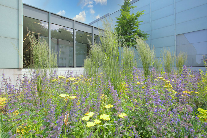 Biodiversity—lower Meadow Museum Folkwang. © Museum Folkwang, Jens Nober.